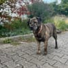 Buddy