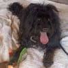 BOBBY sucht Zuhause