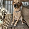 Foxred Labrador Retriever