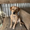 Foxred Labrador Retriever