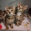 5 Katzenbrüder , leben in 48683 Ahaus