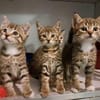 5 Katzenbrüder , leben in 48683 Ahaus