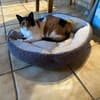 Liebe Lina B sucht ein Zuhause
