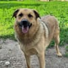 Samson  Herzenshund sucht sein Glück