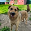 Samson  Herzenshund sucht sein Glück