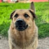 Samson  Herzenshund sucht sein Glück