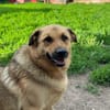 Samson  Herzenshund sucht sein Glück