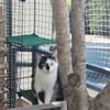Lieber Tommy (Felv pos.)