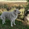 Toshi auf Pflege in Brandenburg