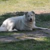 Toshi auf Pflege in Brandenburg