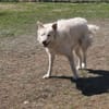 Toshi auf Pflege in Brandenburg