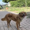 Liebe Hündin Sophia