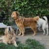 Traumhund für ältere Menschen