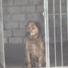 Traumhund für ältere Menschen