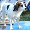 BESSIE sucht Zuhause