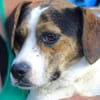 BESSIE sucht Zuhause