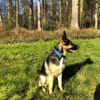 Billi Schäferhund rüde 7 j.