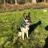 Billi Schäferhund rüde 7 j.