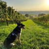 Billi Schäferhund rüde 7 j.