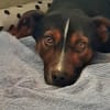 Cora Jack Russel - Mix  2-3 Jahre 38 cm