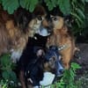 Cora Jack Russel - Mix  2-3 Jahre 38 cm