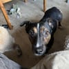 Cora Jack Russel - Mix  2-3 Jahre 38 cm