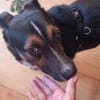Cora Jack Russel - Mix  2-3 Jahre 38 cm