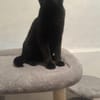 Matteo und Apollo aus dem Tierschutz
