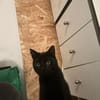 Matteo und Apollo aus dem Tierschutz
