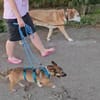 Süße Maus sucht neues zuhause!