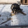 Boris 2 Jahre