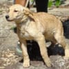 Kleine BEA sucht Familie