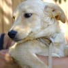 Kleine BEA sucht Familie