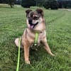 BUDDY, m., kastr., Mischling, 35 cm