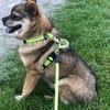 BUDDY, m., kastr., Mischling, 35 cm