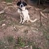 Lucky 6 Jahre ca 50 cm