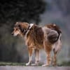 Dimo, der sanfte Riese 64 cm 5 Jahre