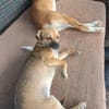 Isolde, klein, zuckersüß sucht Zuhause