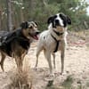 Tom - sanfter Hundejunge
