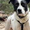 Tom - sanfter Hundejunge