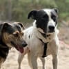 Tom - sanfter Hundejunge