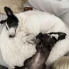 Clampy 9 Jahre 50 cm