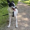 Clampy 9 Jahre 50 cm