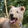 Messi - Roller Charakterhund