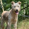 Messi - Roller Charakterhund