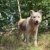 Messi - Roller Charakterhund