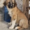 Cody - Familienanschluss gesucht