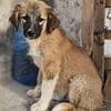 Cody - Familienanschluss gesucht