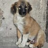 Cody - Familienanschluss gesucht