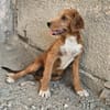 Wickie - Für-Immer-Körbchen gesucht